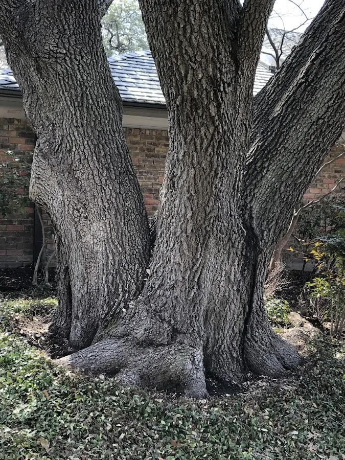 Mature heritage tree close to a Mays Landing property cared for by certified arborists